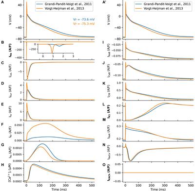 Immediate and Delayed Response of Simulated Human Atrial Myocytes to Clinically-Relevant Hypokalemia